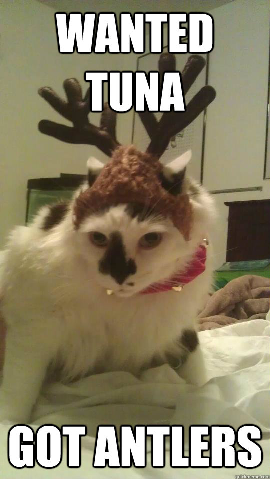 Wanted tuna Got Antlers  Disappointed Christmas Cat