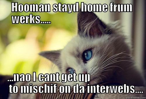 HOOMAN STAYD HOME FRUM WERKS.....                                         ...NAO I CANT GET UP                            TO MISCHIF ON DA INTERWEBS.... First World Problems Cat