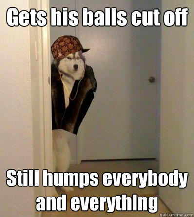 Gets his balls cut off Still humps everybody and everything  Scumbag dog