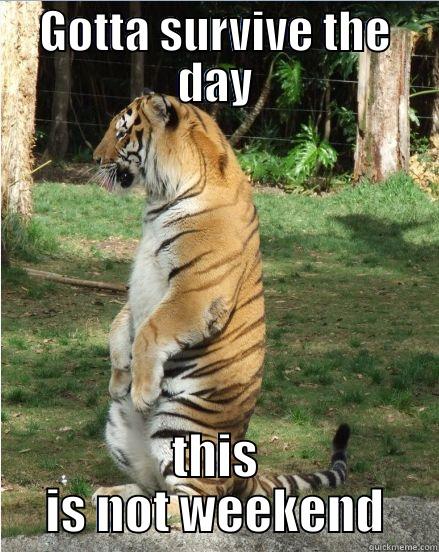 GOTTA SURVIVE THE DAY THIS IS NOT WEEKEND Misc