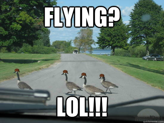 Flying? LOL!!!  Scumbag Geese