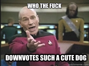 who the fuck downvotes such a cute dog  Annoyed Picard