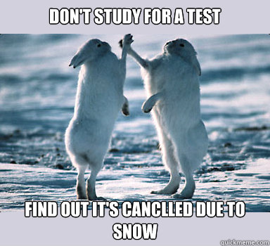 Don't study for a test find out it's canclled due to snow  Bunny Bros