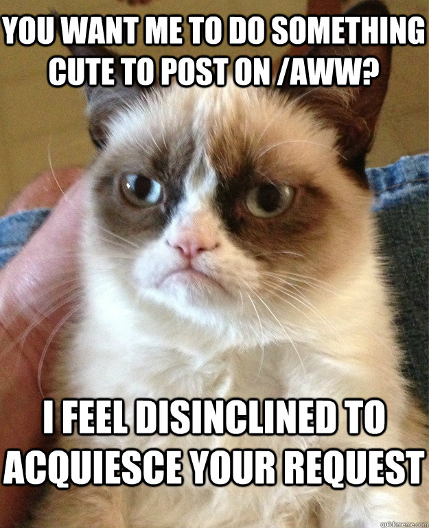 You want me to do something cute to post on /aww? I feel disinclined to acquiesce your request - You want me to do something cute to post on /aww? I feel disinclined to acquiesce your request  Grumpy Cat
