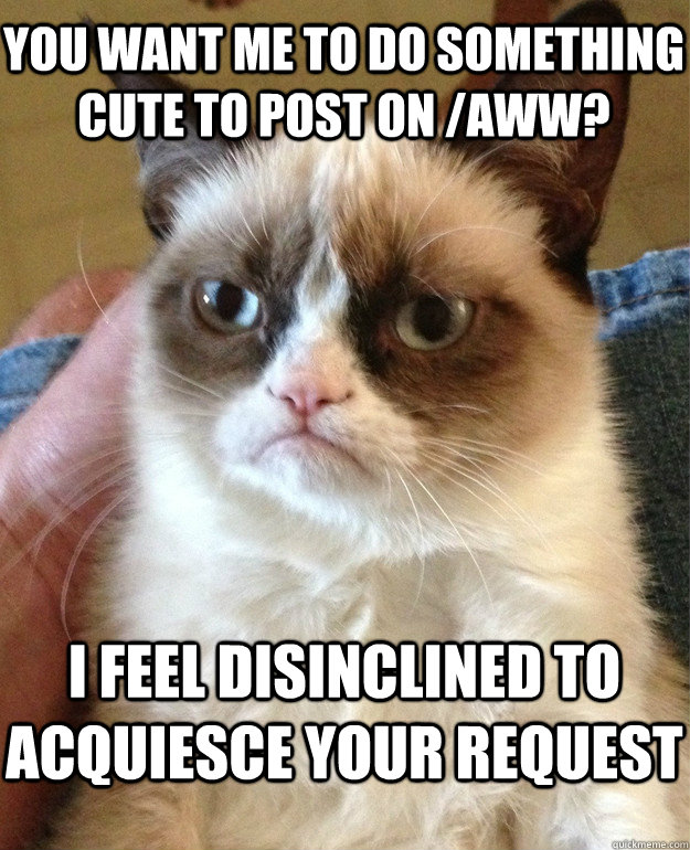 You want me to do something cute to post on /aww? I feel disinclined to acquiesce your request  Grumpy Cat