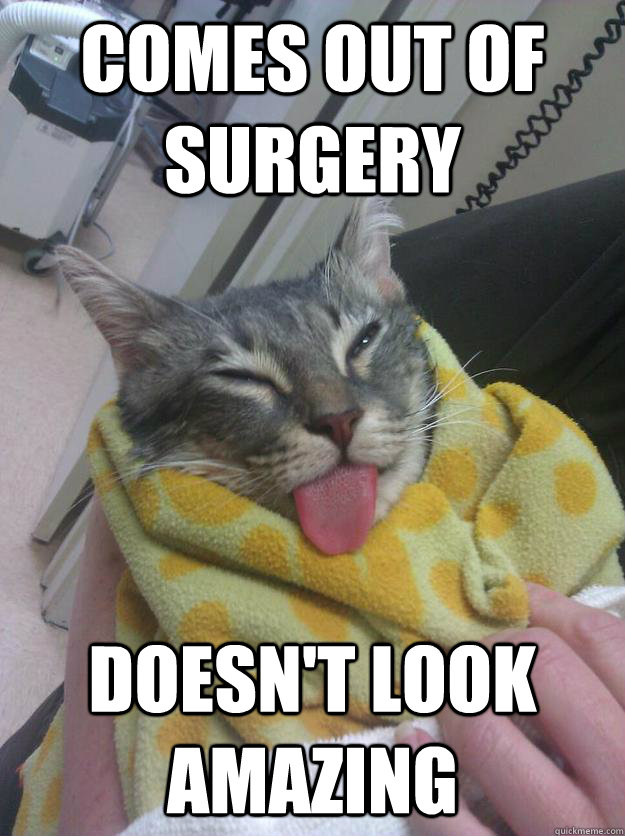 Comes out of Surgery Doesn't look amazing  Ridiculously Unphotogenic Cat