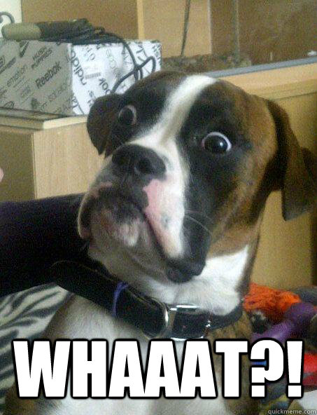 WHAAAT?! -  WHAAAT?!  Shocked Dog