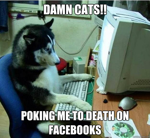 Damn cats!! Poking me to death on facebooks  Disapproving Dog