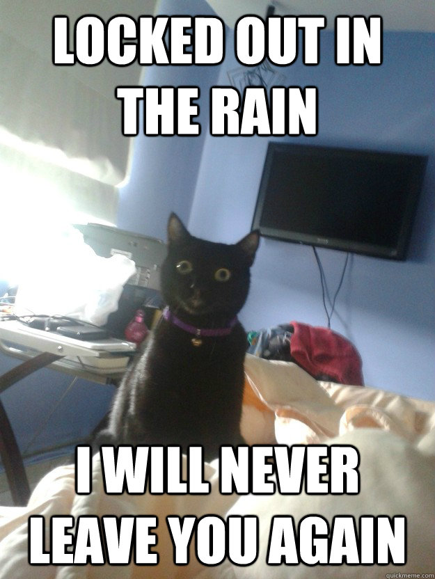 Locked out in the rain I will never leave you again  overly attached cat