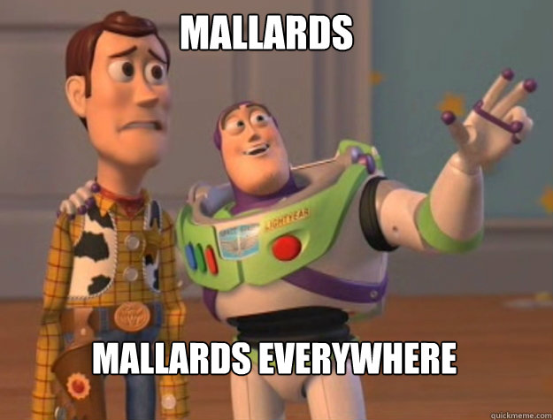 mallards mallards everywhere  buzz