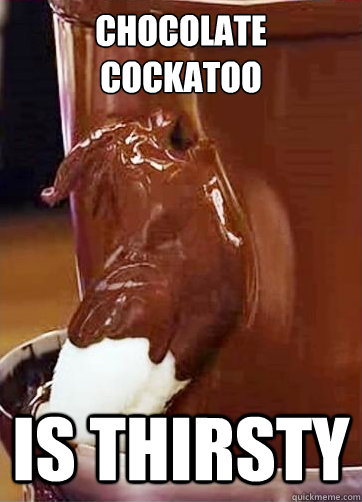 Chocolate Cockatoo Is thirsty  