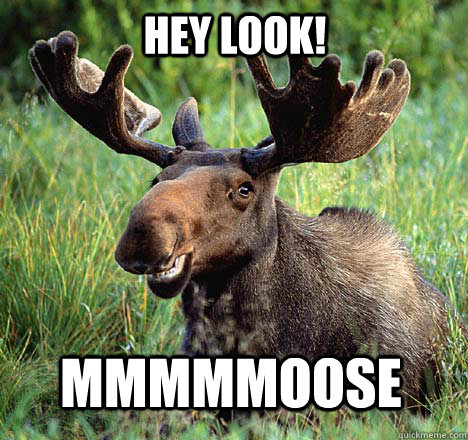 Hey look! mmmmMOOSE - Hey look! mmmmMOOSE  Moose