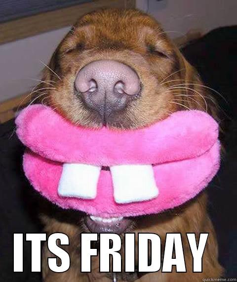 Dog Friday Feeling -  ITS FRIDAY  Misc