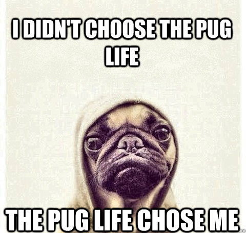 I didn't choose the pug life The pug life chose me  