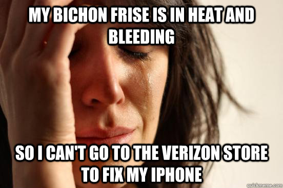my bichon frise is in heat and bleeding so i can't go to the verizon store to fix my iphone  First World Problems