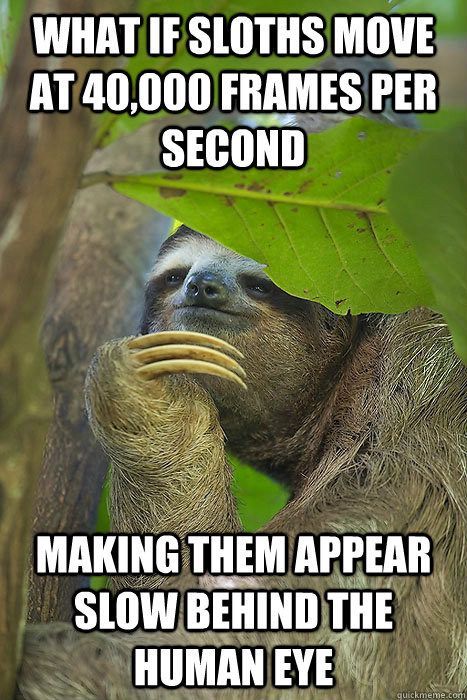 what if sloths move at 40,000 frames per second making them appear slow behind the human eye  Philososloth