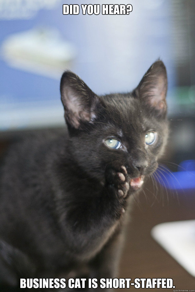 Did you hear? Business Cat is Short-staffed.  