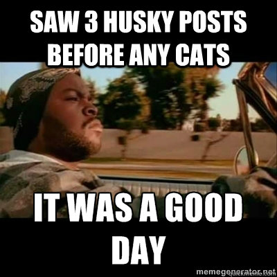 saw 3 husky posts before any cats   ICECUBE