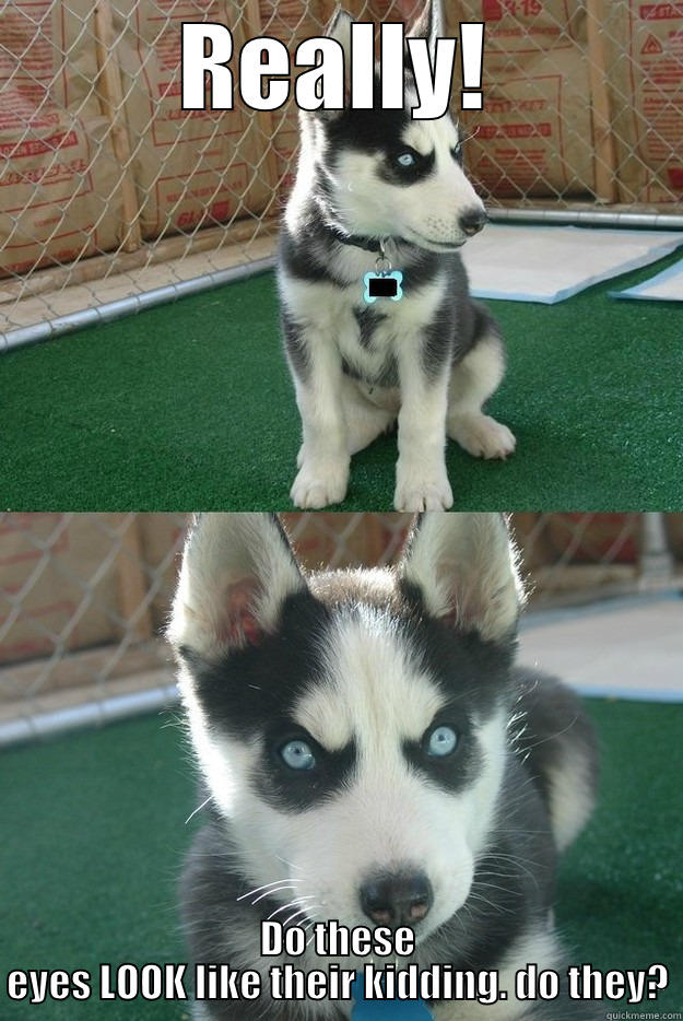REALLY! DO THESE EYES LOOK LIKE THEIR KIDDING. DO THEY? Insanity puppy