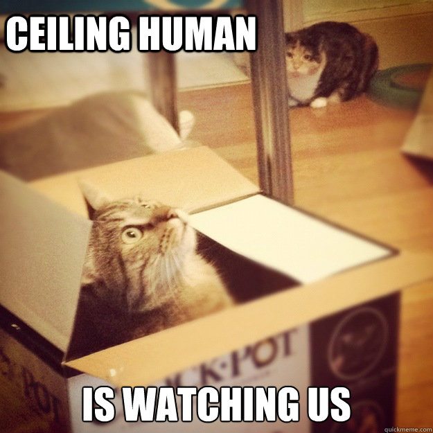 Ceiling Human is watching us  Cats wife