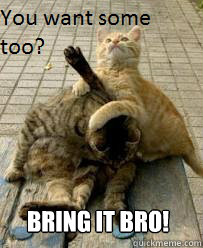 Bring it Bro! - Bring it Bro!  Arm Wrestling Cat