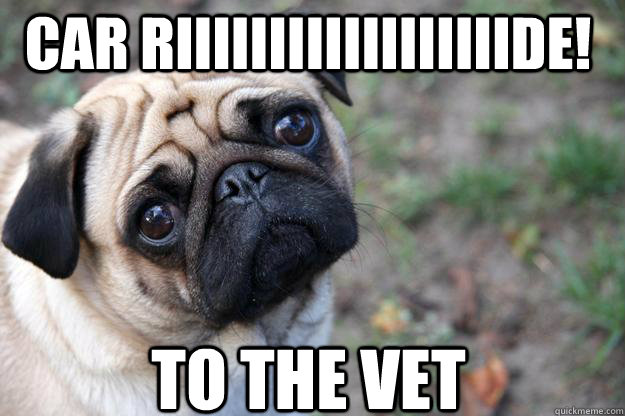 car riiiiiiiiiiiiiiiiiide! to the vet  First World Dog problems