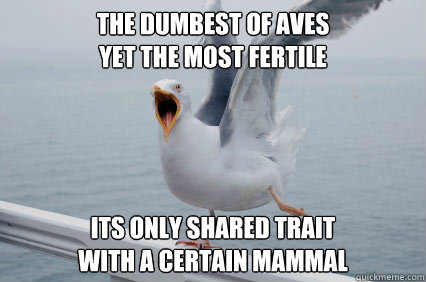 the dumbest of aves
yet the most fertile its only shared trait 
with a certain mammal  