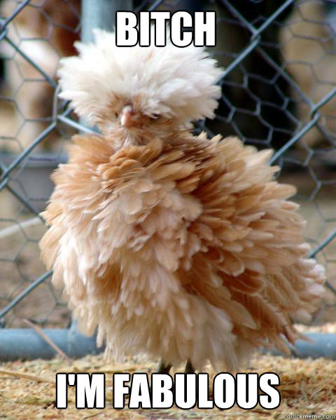 Bitch I'm Fabulous - Bitch I'm Fabulous  fancy bird