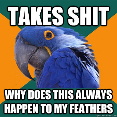 Takes shit why does this always happen to my feathers  Paranoid Parrot