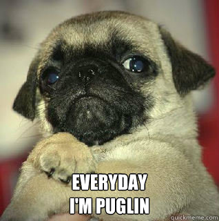  Everyday
I'm Puglin -  Everyday
I'm Puglin  SMUG PUG