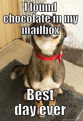 I FOUND CHOCOLATE IN MY MAILBOX BEST DAY EVER Good Dog Greg