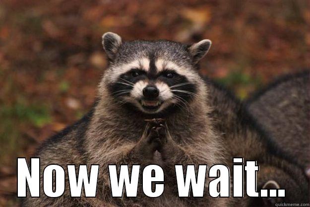  NOW WE WAIT... Evil Plotting Raccoon