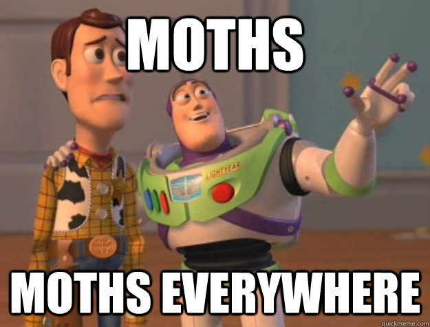 moths moths everywhere - moths moths everywhere  Buzz Lightyear