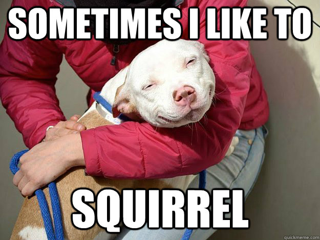 sometimes i like to  squirrel  10 Dog