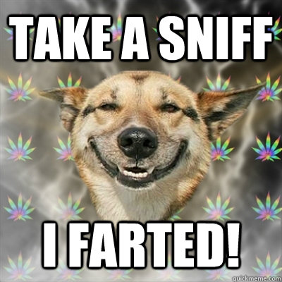 Take a sniff I FARTED!  Stoner Dog