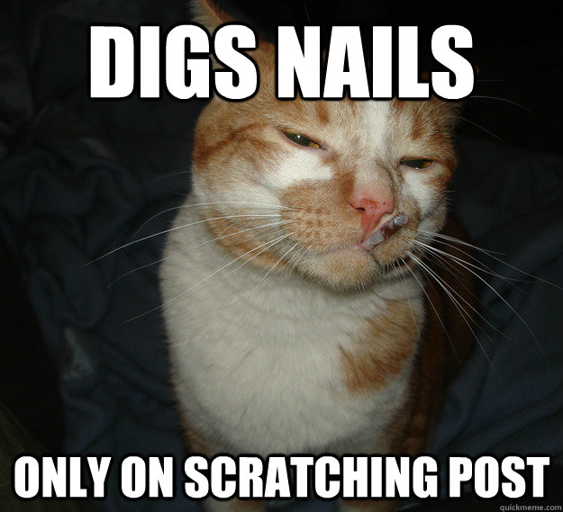 Digs nails only on scratching post  Cool Cat Craig