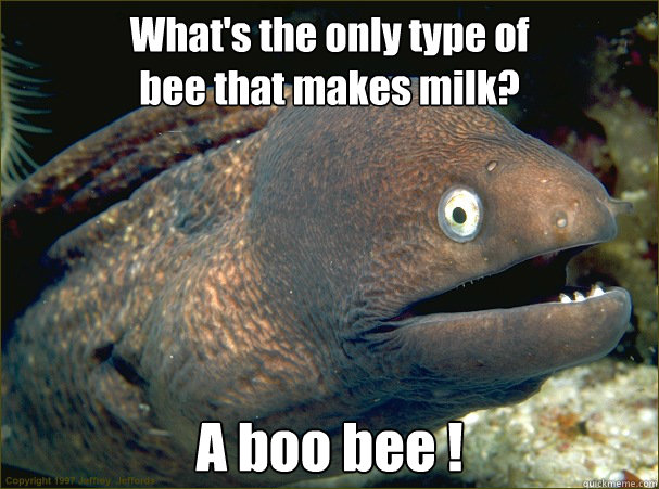 What's the only type of 
bee that makes milk? A boo bee !  Bad Joke Eel