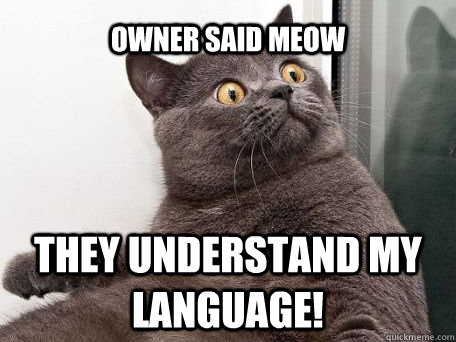 owner said meow  they understand my language! - owner said meow  they understand my language!  conspiracy cat