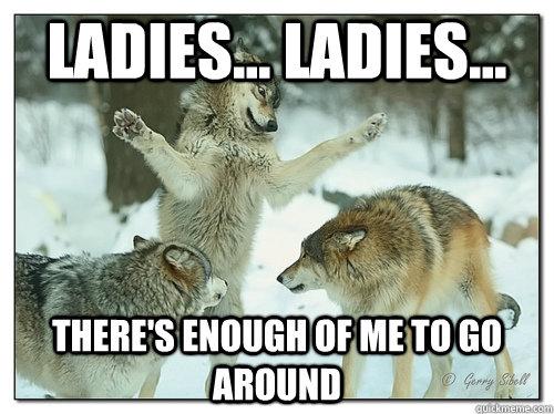Ladies... ladies... There's enough of me to go around - Ladies... ladies... There's enough of me to go around  Reassuring Wolf