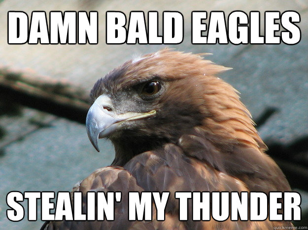 Damn bald eagles Stealin' my thunder - Damn bald eagles Stealin' my thunder  Angry Gold eagle