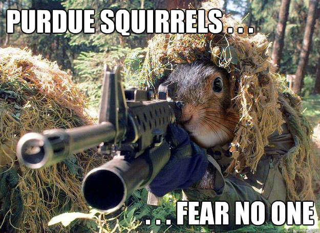 Purdue Squirrels . . . . . . fear no one - Purdue Squirrels . . . . . . fear no one  Purdue Squirrel