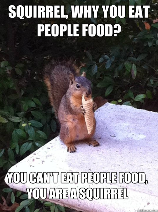 Squirrel, why you eat people food? You can't eat people food, you are a squirrel  UT Squirrel