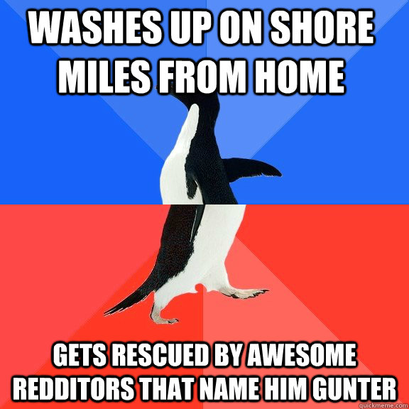 Washes up on shore miles from home  gets rescued by awesome redditors that name him gunter - Washes up on shore miles from home  gets rescued by awesome redditors that name him gunter  Socially Awkward Awesome Penguin