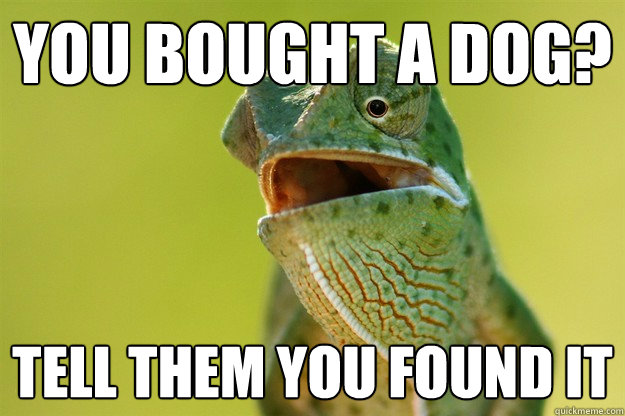 You bought a dog? Tell them you found it - You bought a dog? Tell them you found it  Karma Karma Karma Karma Karma Cameleon