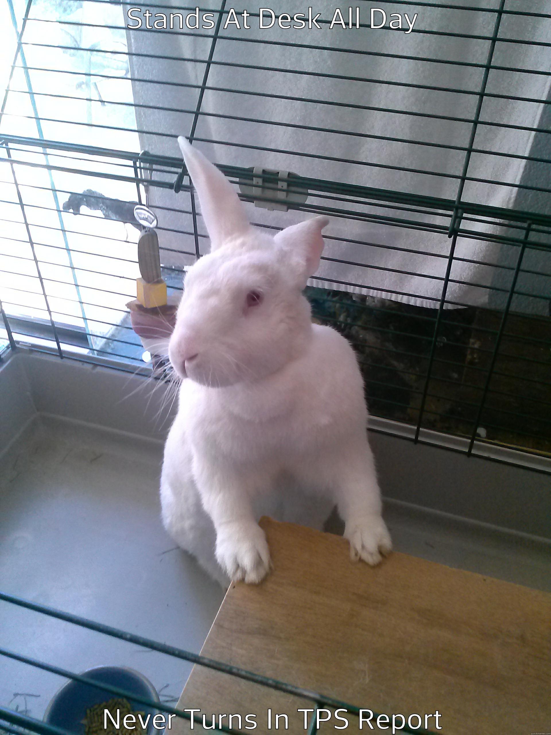 STANDS AT DESK ALL DAY NEVER TURNS IN TPS REPORT Misc