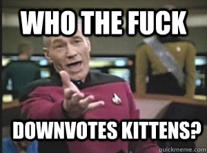 Who the fuck downvotes kittens?  Annoyed Picard
