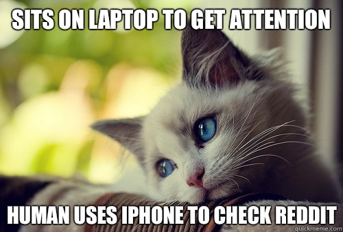 Sits on laptop to get attention Human uses iPhone to check reddit - Sits on laptop to get attention Human uses iPhone to check reddit  First World Cat Problems
