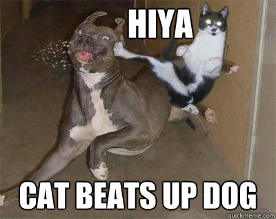 hiya cat beats up dog - hiya cat beats up dog  cat will always beat dogs