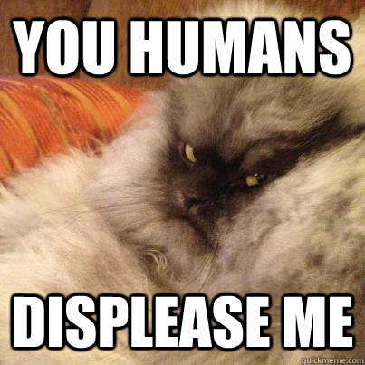 You Humans Displease me - You Humans Displease me  Displeased Cat