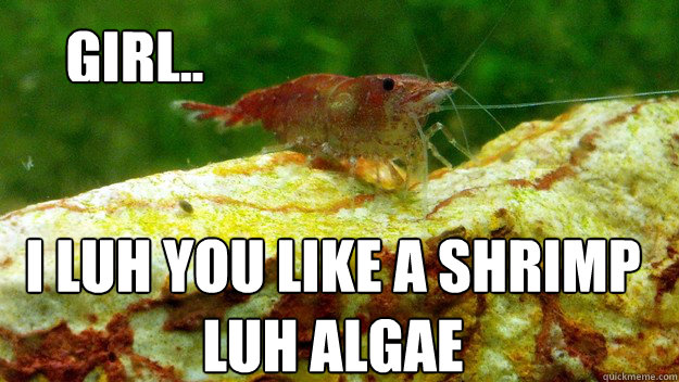 Girl.. I luh you like a shrimp luh algae  shrimp luh algae